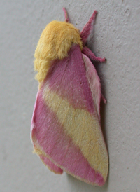 Rosy Maple Moth